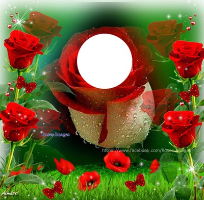 rose rouge Φωτομοντάζ