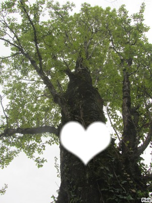 l'arbre de l'amour Фотомонтажа