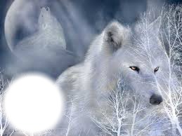 white wolf Photo frame effect