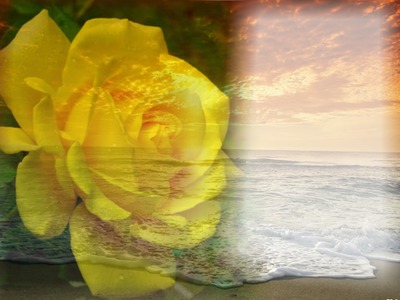 Rose amarela Photo frame effect