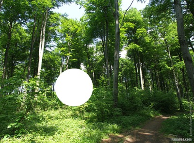 Erdő Fotómontázs