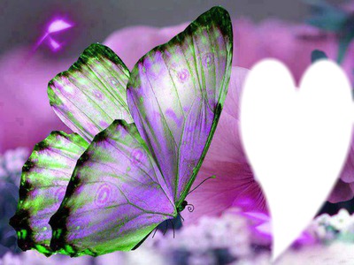 Purple Butterfly Photomontage