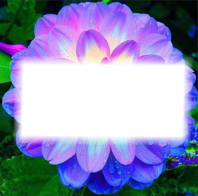 quadro na flor reluzente Fotomontagem