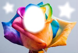 rose multicolore Fotomontagem
