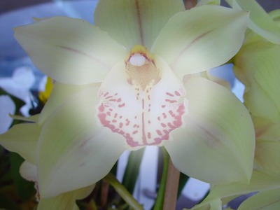 Orchidea Photo frame effect