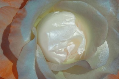 roses frame Valokuvamontaasi