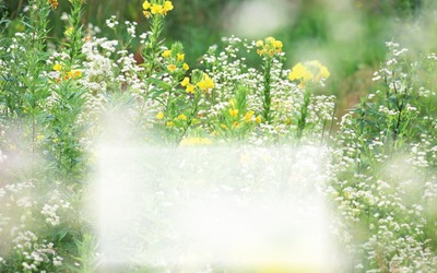 Green Field of Flowers Montaje fotografico