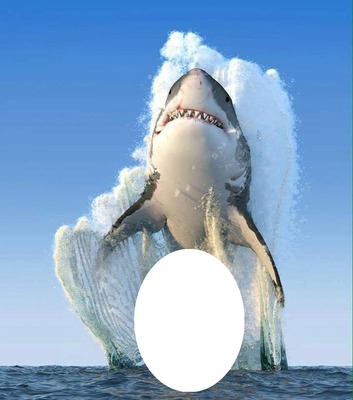 SHARK BAIT Photo frame effect