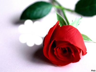rose d'amitier Fotomontaža