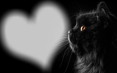Cat Love Fotomontagem