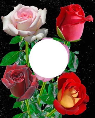 Mes 4 roses Fotomontaż
