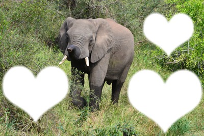 elephant love Montage photo