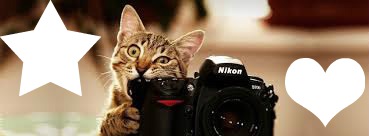 Gato Montaje fotografico