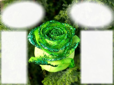 roza zelyonaya Fotomontaż
