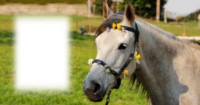 Horses Fotomontasje