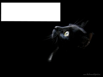 chat noir 1 photo horizontal