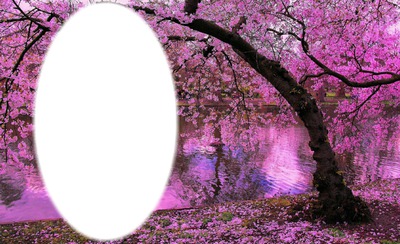 cerisiers en fleurs Fotomontaggio