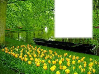 Tulipes jaune Fotomontasje