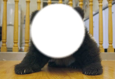 La panda Fotomontáž