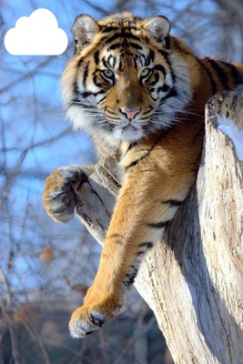 Tigre com nuvem Fotomontáž