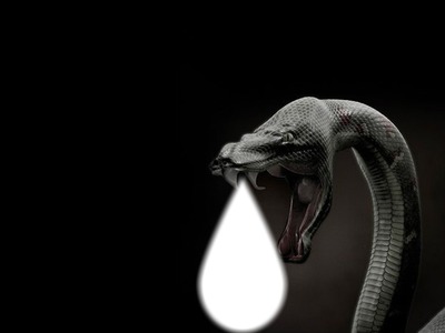 змея Фотомонтаж