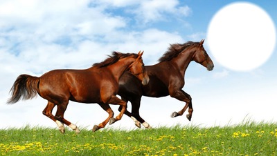 chevaux Montaje fotografico