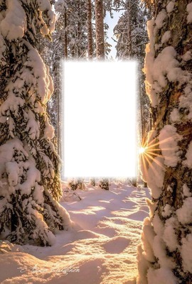 Téli fenyves erdő Fotómontázs