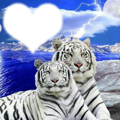 deux tigres Photo frame effect