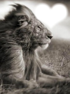 LION Фотомонтаж