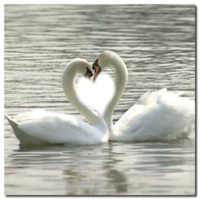 romantic Swans Romantique Cygnes coeur Photo frame effect