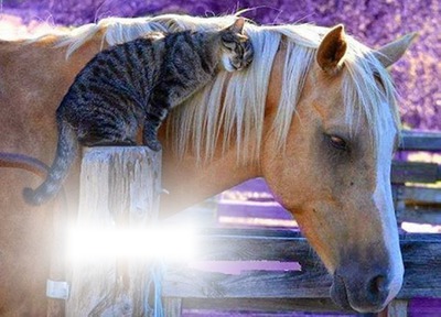 cheval et chat Montaje fotografico