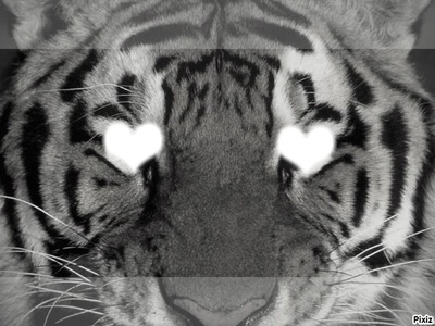 Tigre.. Fotomontaż