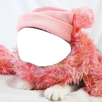 Chat bonnet rose Montaje fotografico