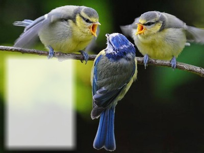 Oiseaux - nature - les autres Fotómontázs