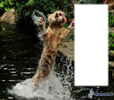tigre surgissent de l'eau sur humain Fotomontagem
