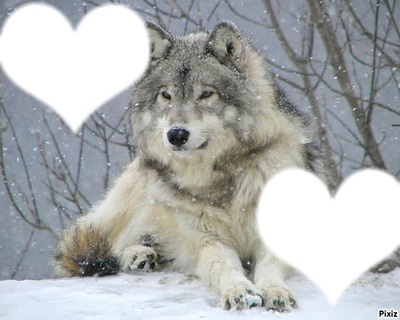 best friend wolf Photo frame effect