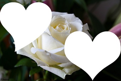 coeur et rose blanche Photo frame effect | Pixiz