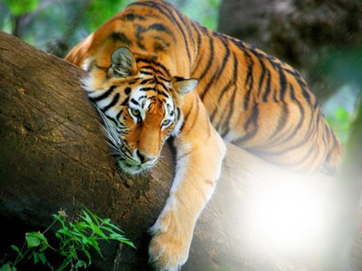 tigris Fotomontasje
