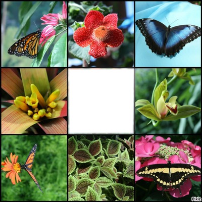 *Mosaique de papillons*