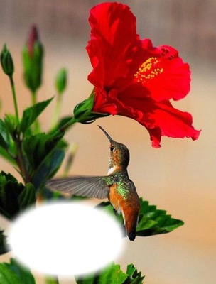 Colibri-fleur-nature Photo frame effect