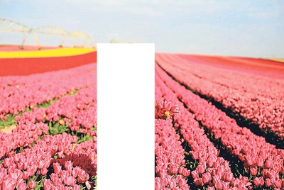 Flowers Fotomontaż