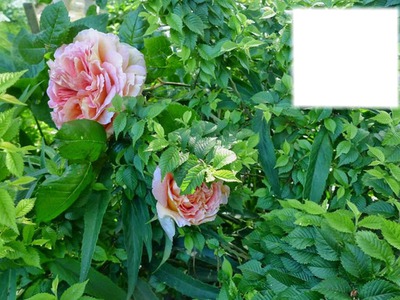 Les roses Fotomontaža