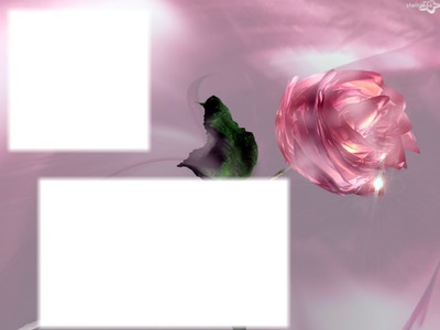 Pink rose Photomontage