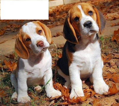 Chiens beagles Fotomontasje