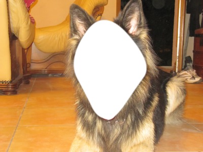 Mon chien Fotomontage