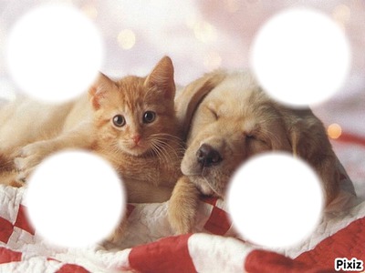chiens & chats Montaje fotografico