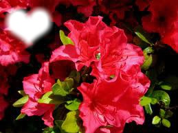 fleur rose Fotomontaż