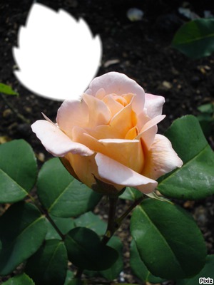 rose thé Fotomontāža