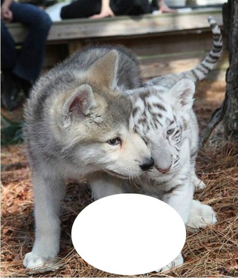 bébé tigre blanc et loup Fotomontaż