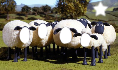 moutons Photomontage